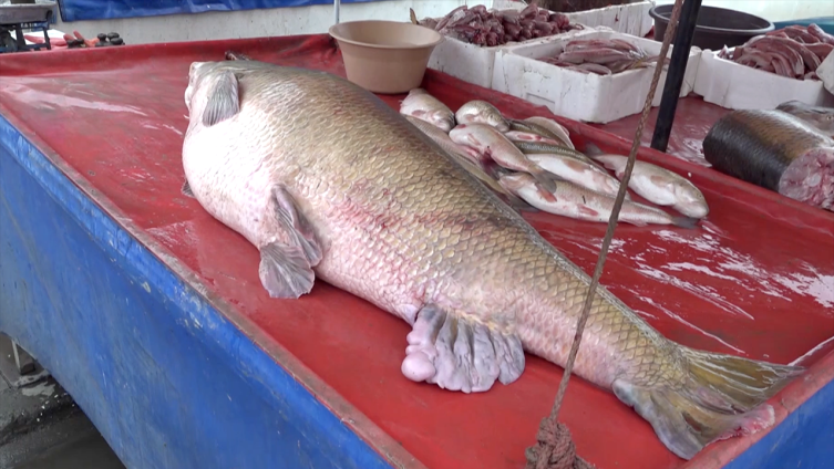 Karasu'da balıkçılar oltayla 110 kilogramlık turna yakaladı